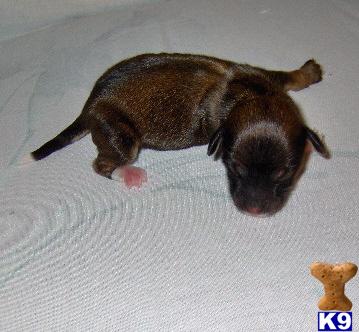 Dachshund Puppies for Sale